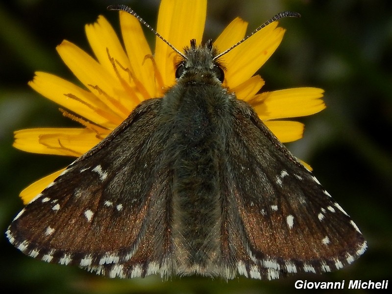 Hesperidae che non conosco